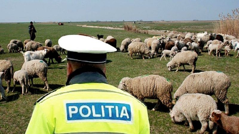 Doi ciobani din Săceni au agresat un polițist din Făget
